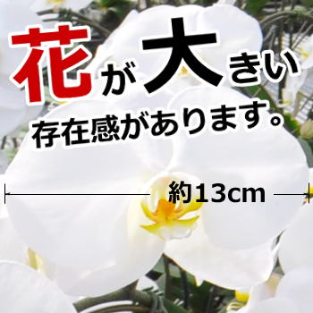 胡蝶 蘭 花芽